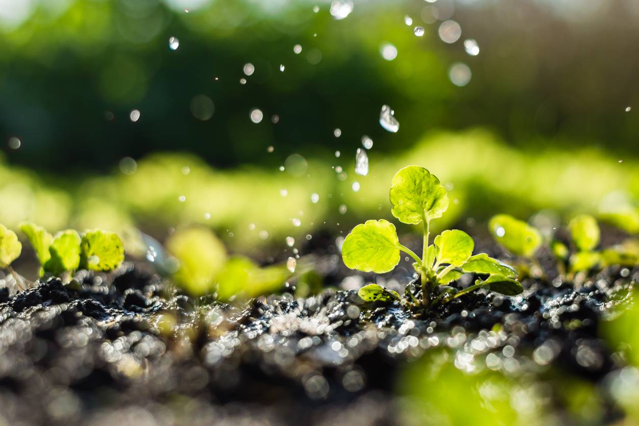 irrigation culture gestion arrosage humidité sol