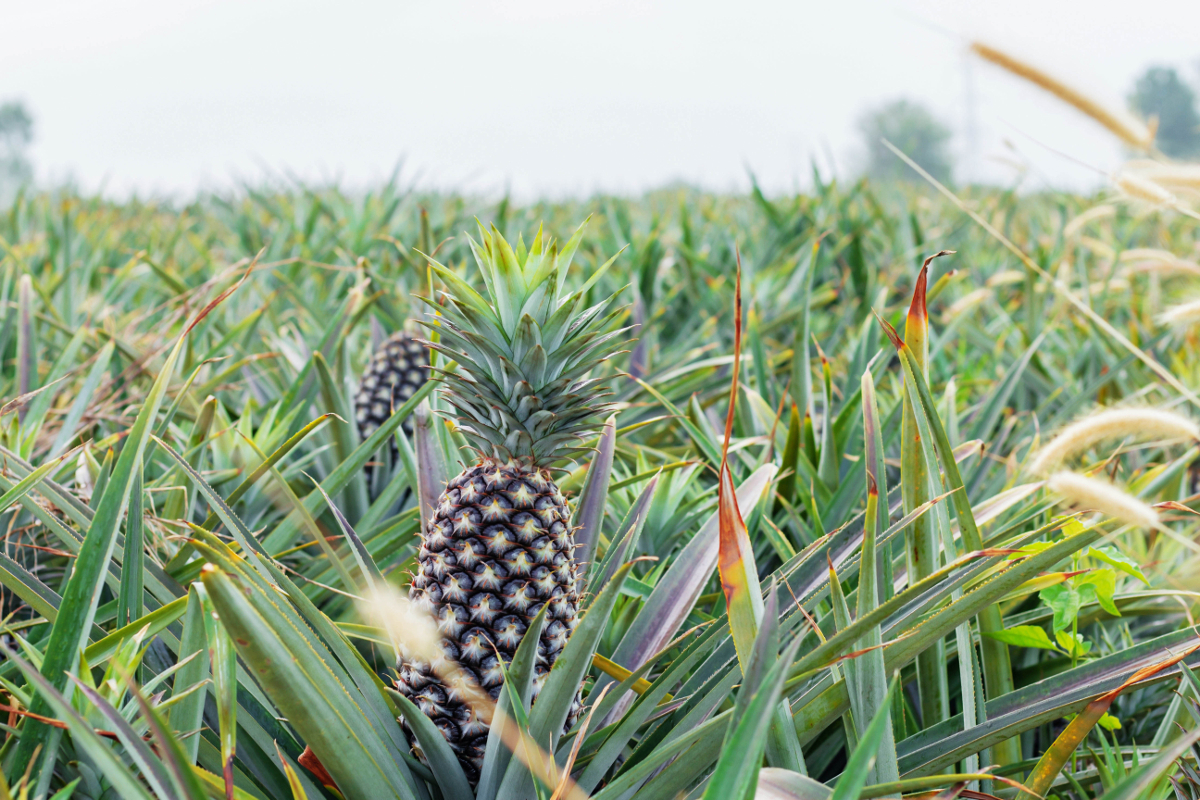 agriculture en guadeloupe