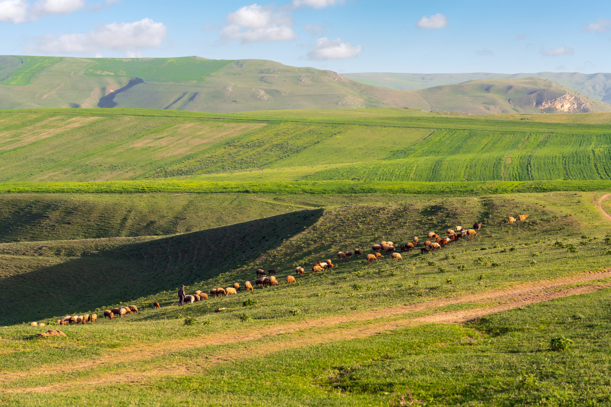 économie mongole