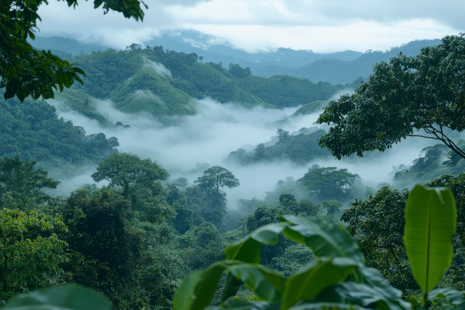 forêt de nuages
