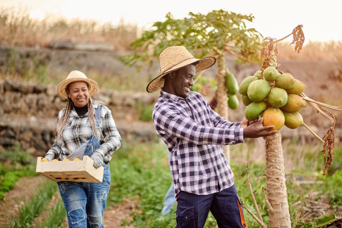 potentiel agriculture ougandaise