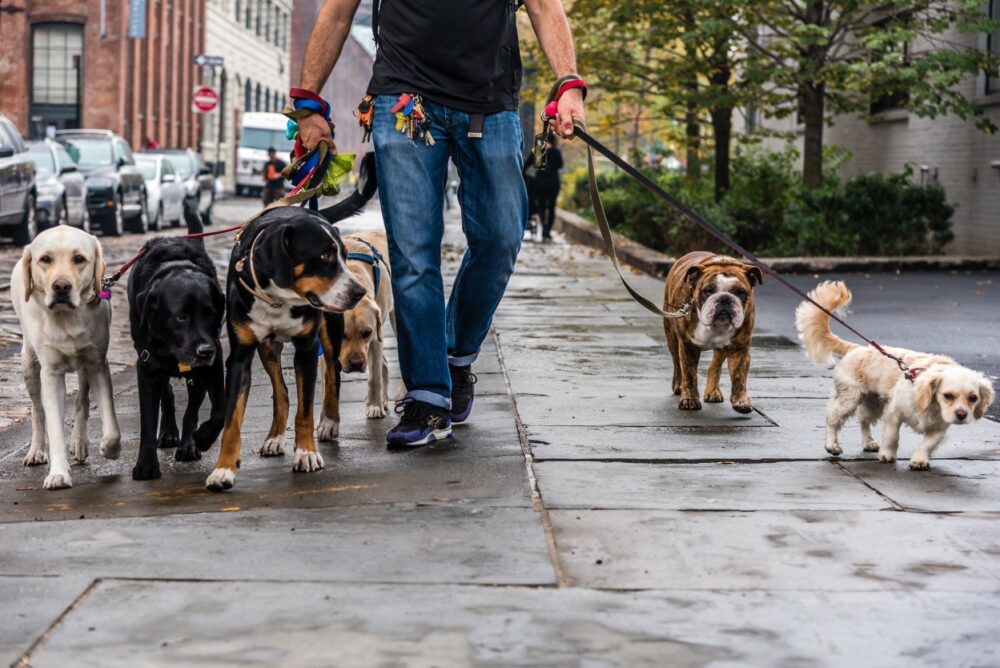 promener des chiens